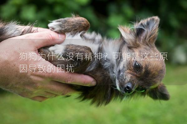 狗狗為什么沒有精神？可能是這些原因導致的困擾