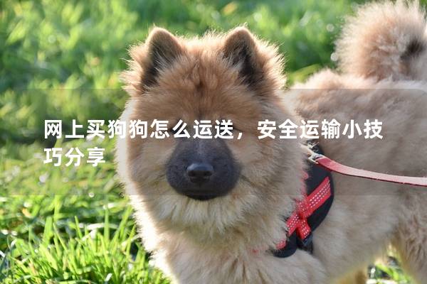 網(wǎng)上買狗狗怎么運(yùn)送，安全運(yùn)輸小技巧分享