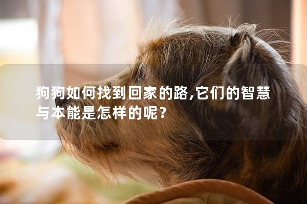 狗狗如何找到回家的路,它們的智慧與本能是怎樣的呢？