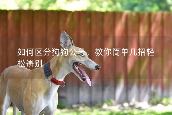 如何區分狗狗公母，教你簡單幾招輕松辨別