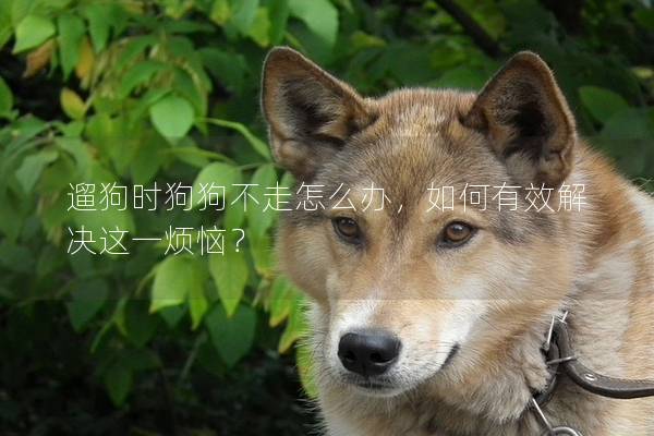 遛狗時狗狗不走怎么辦，如何有效解決這一煩惱？