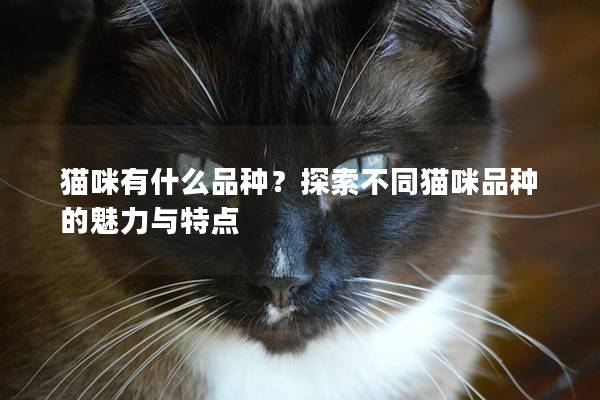 貓咪有什么品種？探索不同貓咪品種的魅力與特點