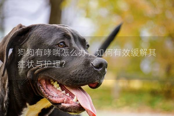 狗狗有哮喘怎么辦，如何有效緩解其癥狀與護理？