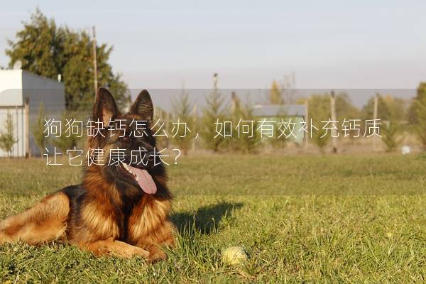 狗狗缺鈣怎么辦，如何有效補充鈣質讓它健康成長？