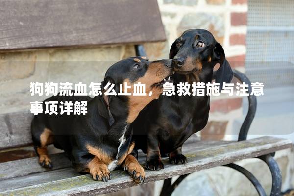 狗狗流血怎么止血，急救措施與注意事項詳解