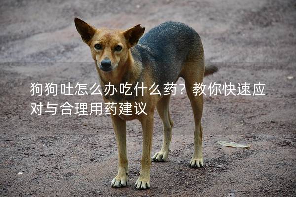 狗狗吐怎么辦吃什么藥？教你快速應對與合理用藥建議