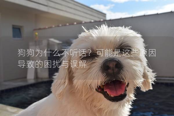 狗狗為什么不聽話？可能是這些原因導致的困擾與誤解