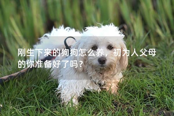 剛生下來的狗狗怎么養，初為人父母的你準備好了嗎？