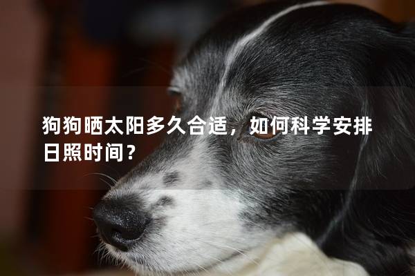 狗狗曬太陽多久合適，如何科學(xué)安排日照時間？