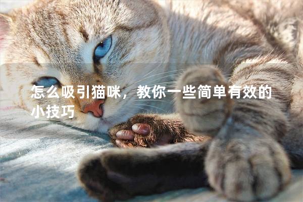怎么吸引貓咪，教你一些簡單有效的小技巧