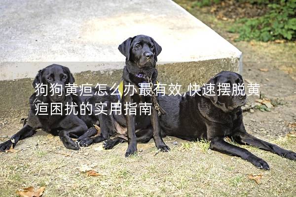 狗狗黃疸怎么辦最有效,快速擺脫黃疸困擾的實用指南