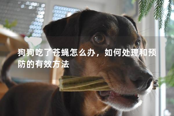 狗狗吃了蒼蠅怎么辦，如何處理和預防的有效方法