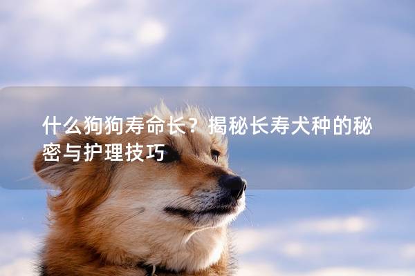 什么狗狗壽命長？揭秘長壽犬種的秘密與護(hù)理技巧