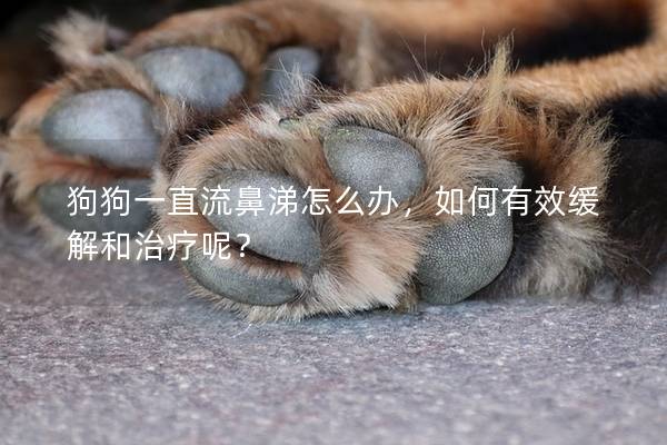 狗狗一直流鼻涕怎么辦，如何有效緩解和治療呢？