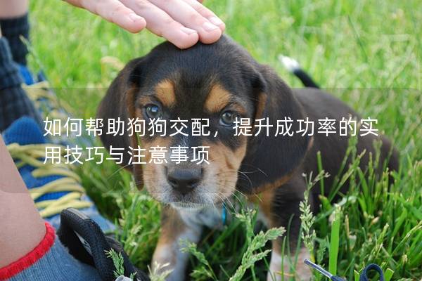 如何幫助狗狗交配,提升成功率的實(shí)用技巧與注意事項(xiàng)