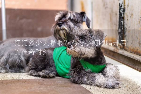狗狗多少天睜眼?揭秘小狗眼睛開啟的神奇時刻