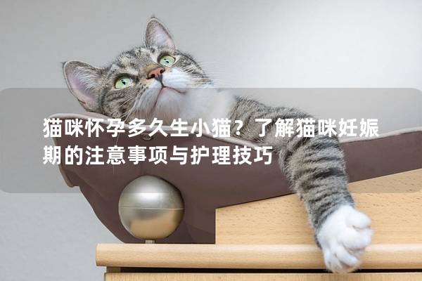 貓咪懷孕多久生小貓？了解貓咪妊娠期的注意事項與護理技巧