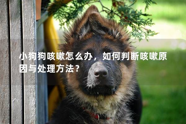 小狗狗咳嗽怎么辦，如何判斷咳嗽原因與處理方法？