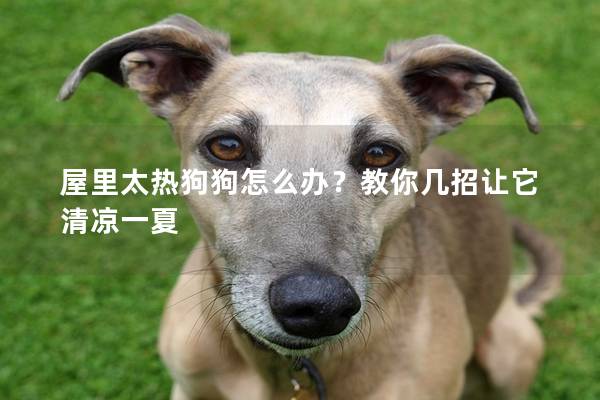 屋里太熱狗狗怎么辦？教你幾招讓它清涼一夏