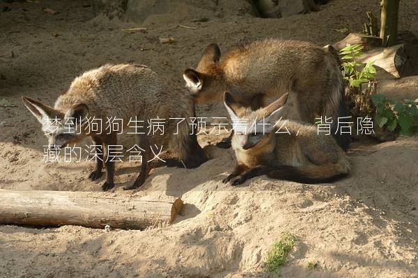 夢到狗狗生病了預示著什么,背后隱藏的深層含義 夢到狗狗生病了預示著什么,背后隱藏的深層含義