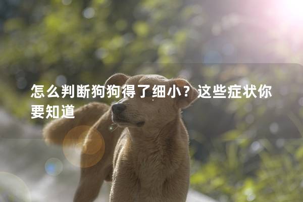 怎么判斷狗狗得了細(xì)小？這些癥狀你要知道