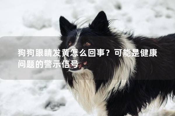 狗狗眼睛發(fā)黃怎么回事？可能是健康問題的警示信號