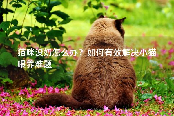 貓咪沒(méi)奶怎么辦？如何有效解決小貓喂養(yǎng)難題