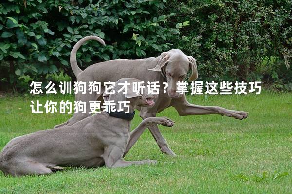 怎么訓狗狗它才聽話？掌握這些技巧讓你的狗更乖巧