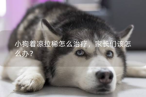 小狗著涼拉稀怎么治療,家長(zhǎng)們?cè)撛趺崔k? 小狗著涼拉稀怎么治療,家長(zhǎng)們?cè)撛趺崔k?