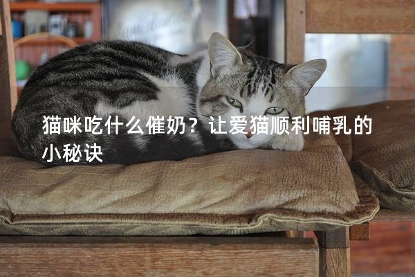 貓咪吃什么催奶？讓愛貓順利哺乳的小秘訣
