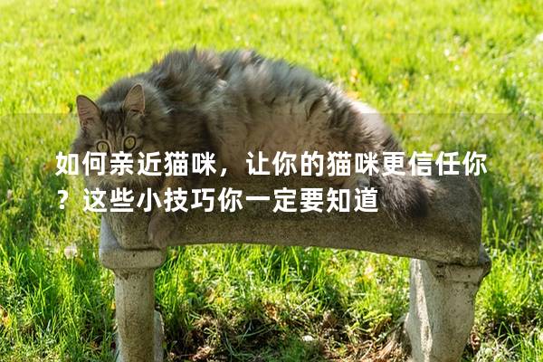 如何親近貓咪,讓你的貓咪更信任你?這些小技巧你一定要知道 如何親近貓咪,讓你的貓咪更信任你?這些小技巧你一定要知道