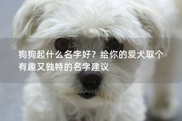 狗狗起什么名字好?給你的愛犬取個(gè)有趣又獨(dú)特的名字建議 狗狗起什么名字好?給你的愛犬取個(gè)有趣又獨(dú)特的名字建議