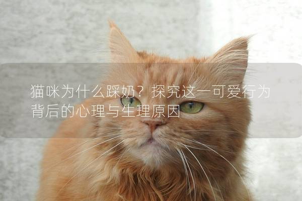 貓咪為什么踩奶？探究這一可愛行為背后的心理與生理原因