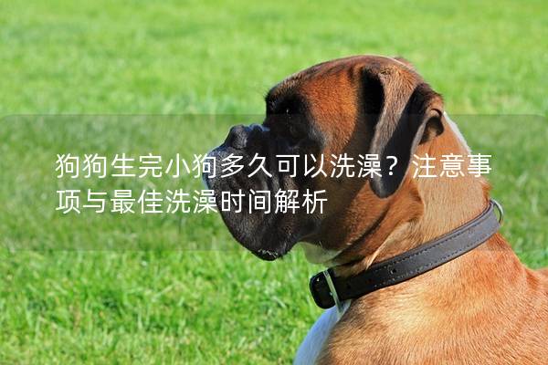 狗狗生完小狗多久可以洗澡？注意事項與最佳洗澡時間解析