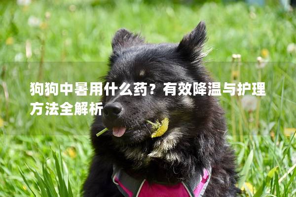 狗狗中暑用什么藥？有效降溫與護(hù)理方法全解析