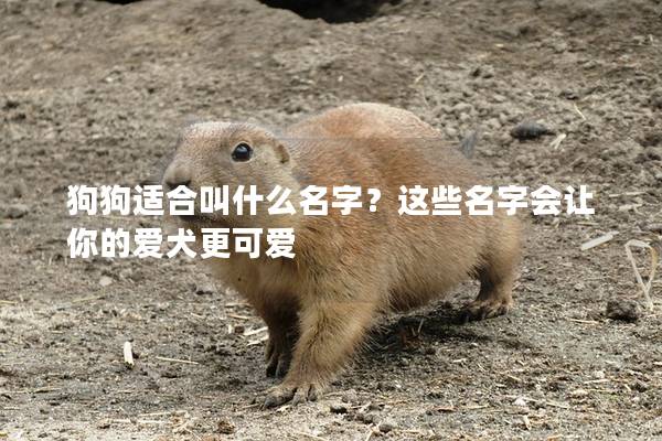 狗狗適合叫什么名字？這些名字會(huì)讓你的愛犬更可愛