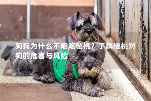 狗狗為什么不能吃櫻桃？了解櫻桃對(duì)狗的危害與風(fēng)險(xiǎn)