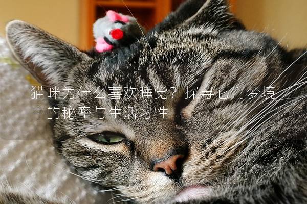 貓咪為什么喜歡睡覺？探尋它們夢境中的秘密與生活習性