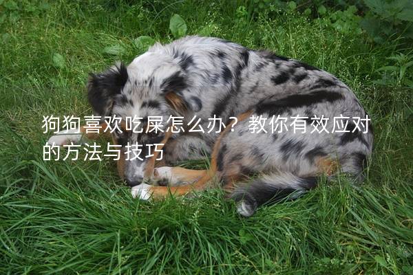 狗狗喜歡吃屎怎么辦？教你有效應對的方法與技巧