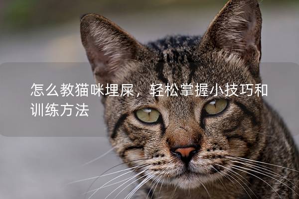 怎么教貓咪埋屎，輕松掌握小技巧和訓(xùn)練方法