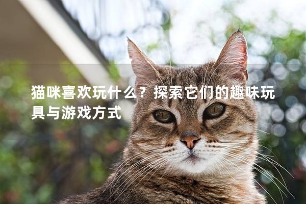 貓咪喜歡玩什么？探索它們的趣味玩具與游戲方式