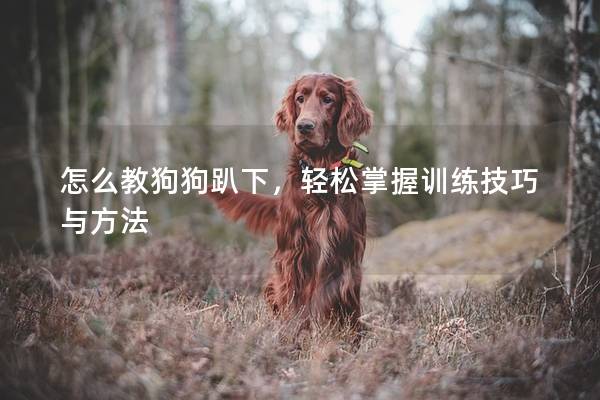 怎么教狗狗趴下，輕松掌握訓練技巧與方法