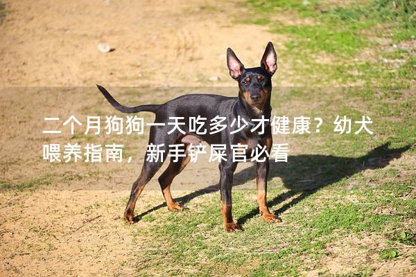 二個(gè)月狗狗一天吃多少才健康？幼犬喂養(yǎng)指南，新手鏟屎官必看
