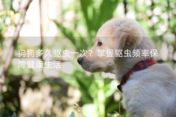 狗狗多久驅蟲一次？掌握驅蟲頻率保障健康生活