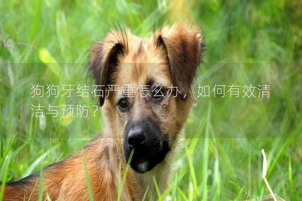 狗狗牙結石嚴重怎么辦，如何有效清潔與預防？
