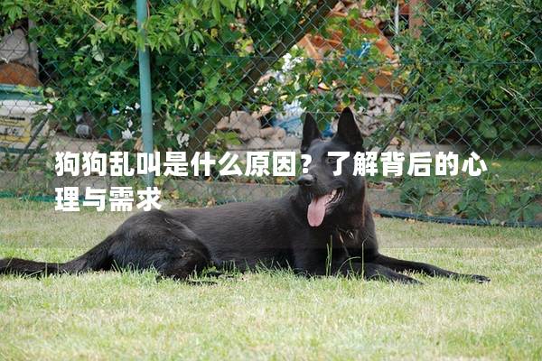 狗狗亂叫是什么原因？了解背后的心理與需求