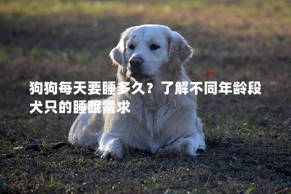 狗狗每天要睡多久？了解不同年齡段犬只的睡眠需求