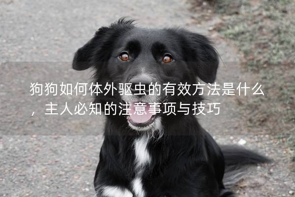 狗狗如何體外驅蟲的有效方法是什么，主人必知的注意事項與技巧