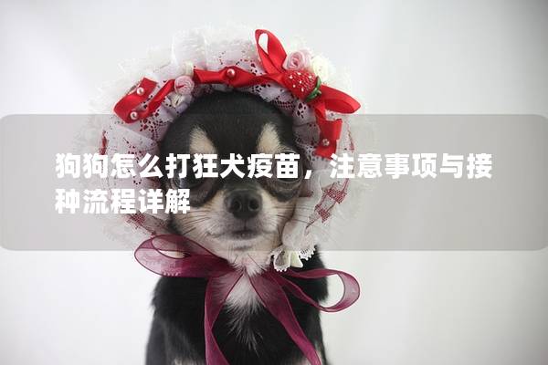 狗狗怎么打狂犬疫苗，注意事項與接種流程詳解