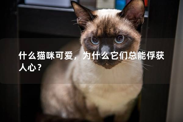 什么貓咪可愛，為什么它們總能俘獲人心？